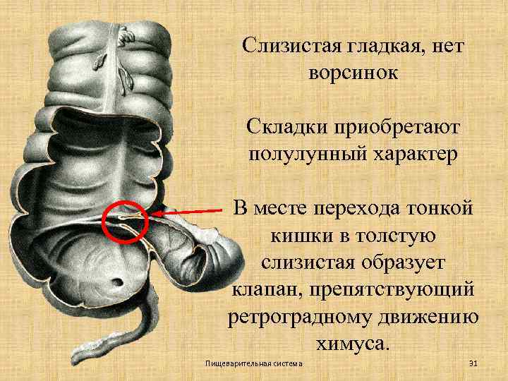 Слизистая гладкая, нет ворсинок Складки приобретают полулунный характер В месте перехода тонкой кишки в