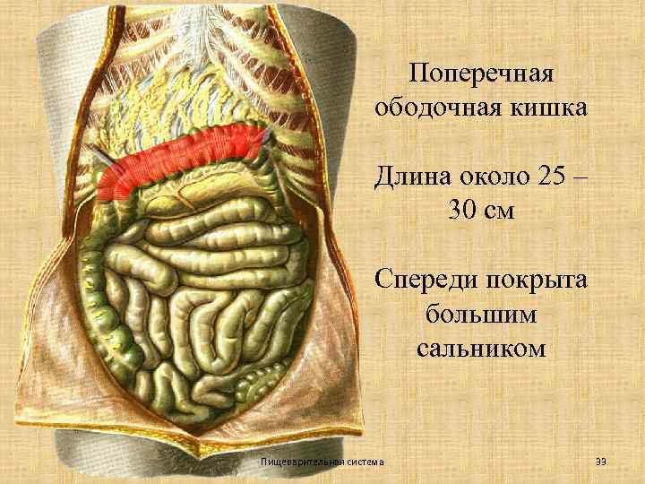 Поперечная ободочная кишка Длина около 25 – 30 см Спереди покрыта большим сальником Пищеварительная