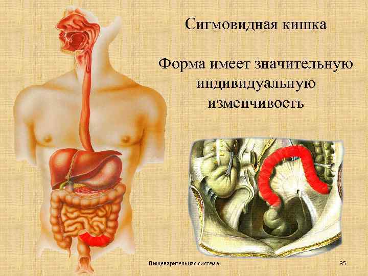 Сигмовидная кишка Форма имеет значительную индивидуальную изменчивость Пищеварительная система 35 