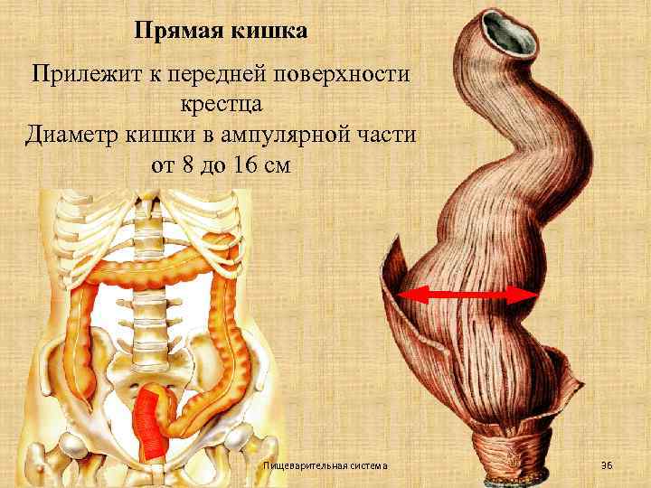 Прямая кишка Прилежит к передней поверхности крестца Диаметр кишки в ампулярной части от 8