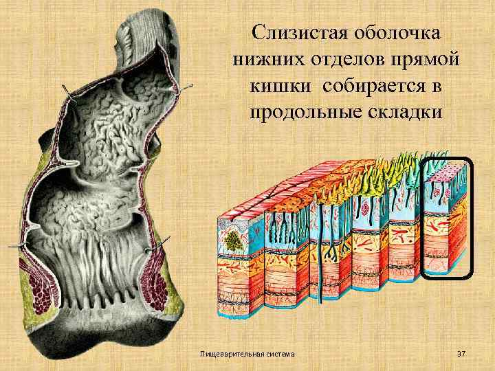 Слизистая оболочка нижних отделов прямой кишки собирается в продольные складки Пищеварительная система 37 