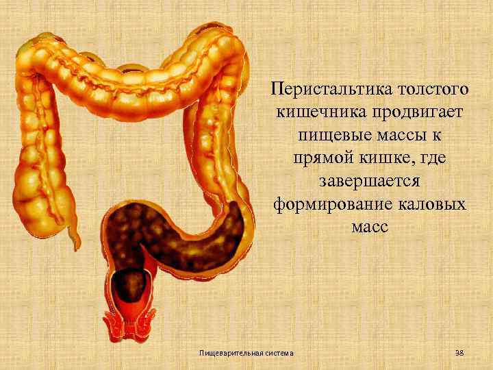 Перистальтика толстого кишечника продвигает пищевые массы к прямой кишке, где завершается формирование каловых масс