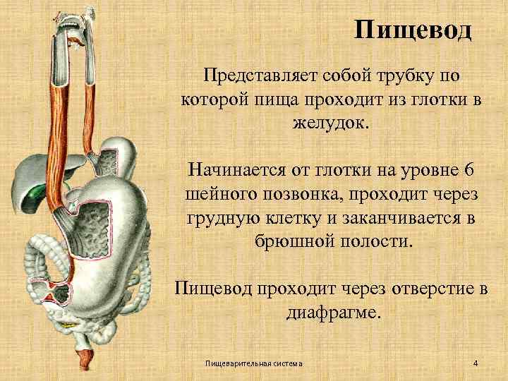 Пищевод Представляет собой трубку по которой пища проходит из глотки в желудок. Начинается от