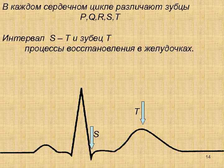 В каждом сердечном цикле различают зубцы P, Q, R, S, T Интервал S –