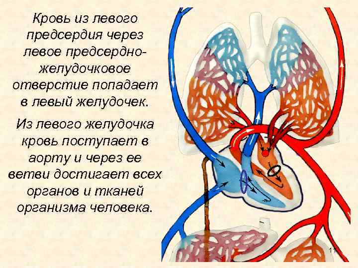 Кровь из левого предсердия через левое предсердножелудочковое отверстие попадает в левый желудочек. Из левого