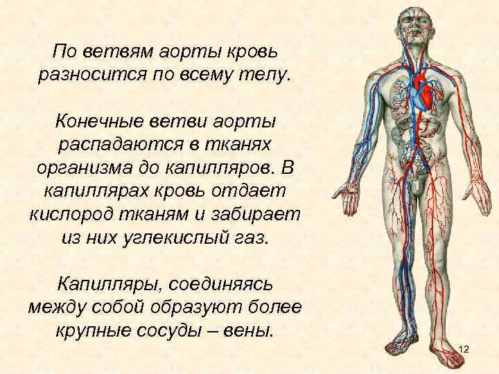 По ветвям аорты кровь разносится по всему телу. Конечные ветви аорты распадаются в тканях