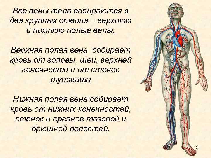 Все вены тела собираются в два крупных ствола – верхнюю и нижнюю полые вены.