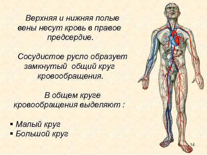 Верхней и нижней полых венах. Сосудистое русло. Верхняя и нижняя полые вены несут кровь. Верхняя полая Вена несет кровь в. Кровеносное русло.