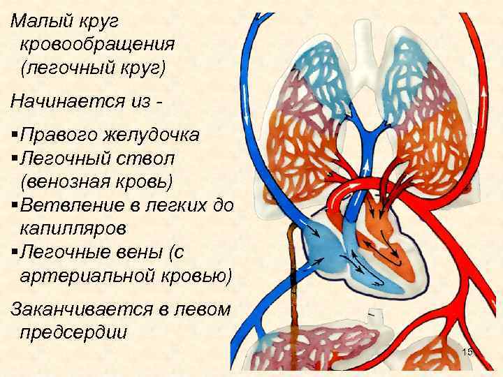 Система кровообращения состоит из Кровеносных сосудов Сердце