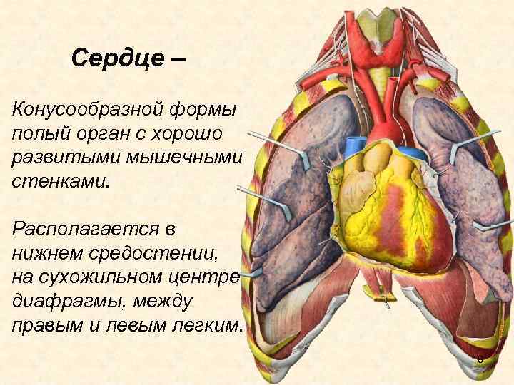 Сердце – Конусообразной формы полый орган с хорошо развитыми мышечными стенками. Располагается в нижнем