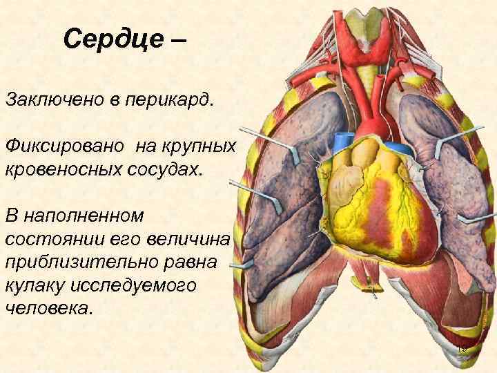 Сердце – Заключено в перикард. Фиксировано на крупных кровеносных сосудах. В наполненном состоянии его