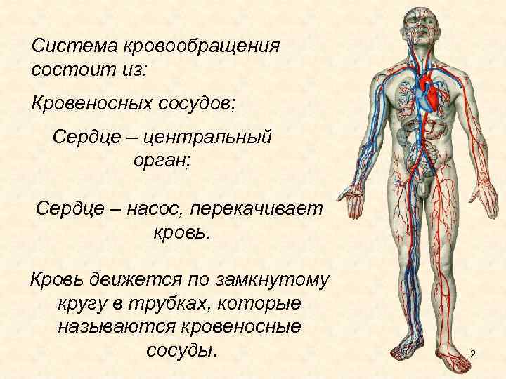 Система кровообращения состоит из: Кровеносных сосудов; Сердце – центральный орган; Сердце – насос, перекачивает