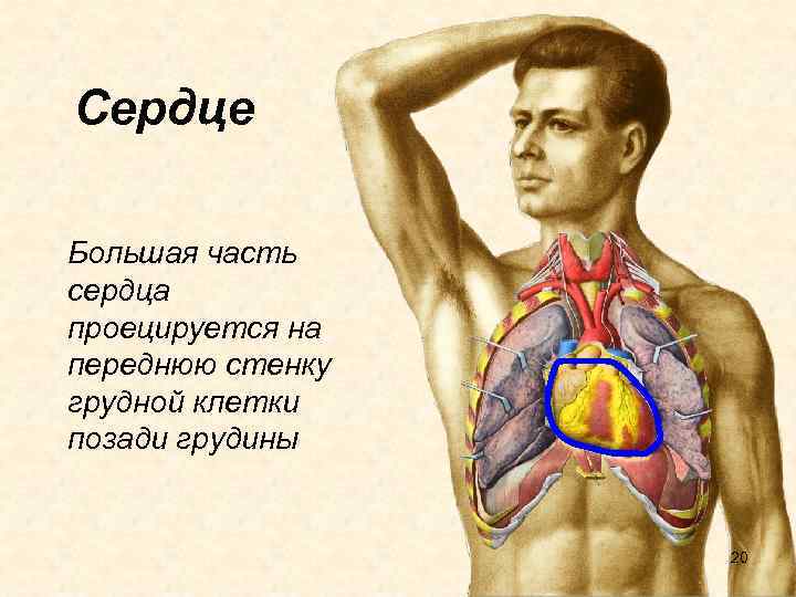 Сердце Большая часть сердца проецируется на переднюю стенку грудной клетки позади грудины 20 