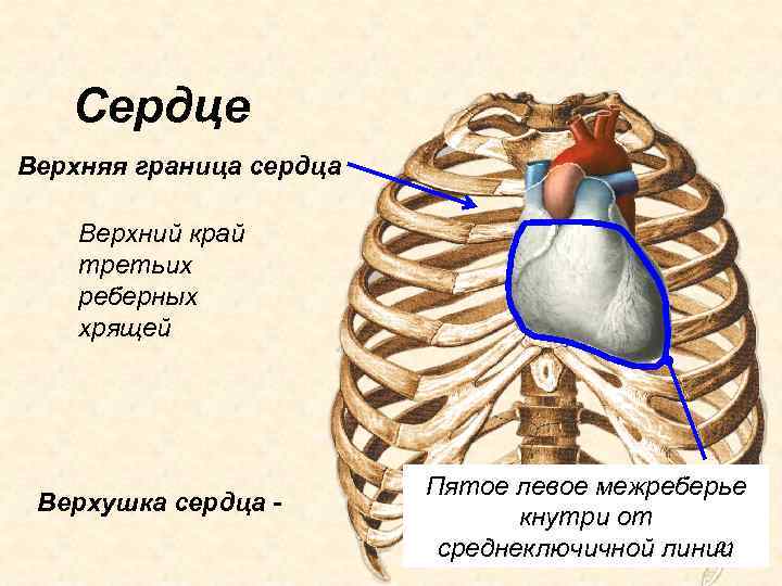 Сердце Верхняя граница сердца Верхний край третьих реберных хрящей Верхушка сердца - Пятое левое