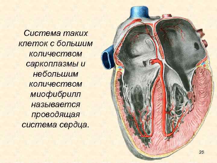 Система таких клеток с большим количеством саркоплазмы и небольшим количеством миофибрилл называется проводящая система