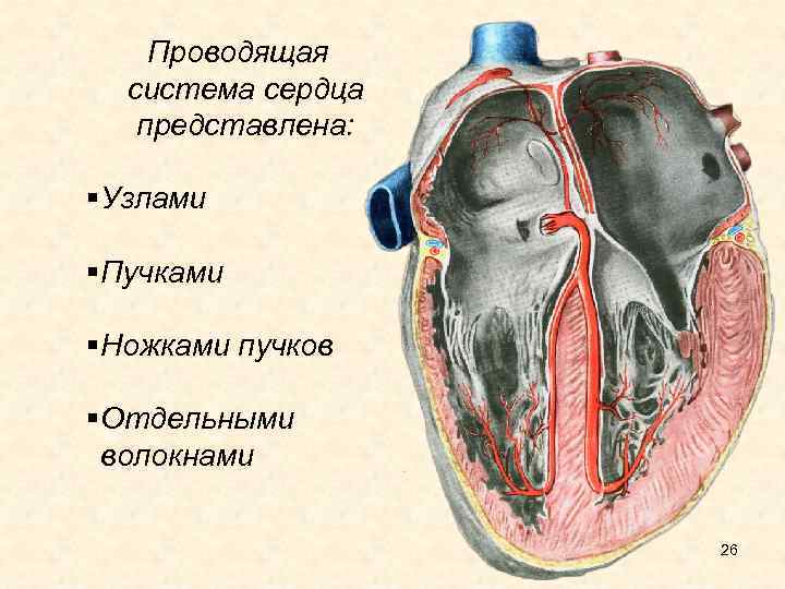 Проводящая система сердца представлена: § Узлами § Пучками § Ножками пучков § Отдельными волокнами