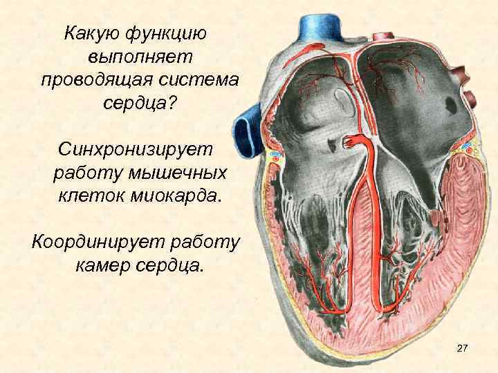 Какую функцию выполняет проводящая система сердца? Синхронизирует работу мышечных клеток миокарда. Координирует работу камер