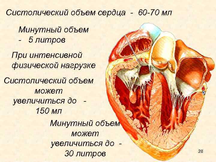 Систолический объем сердца - 60 -70 мл Минутный объем - 5 литров При интенсивной