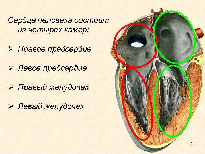 Сердце человека состоит из четырех камер: Ø Правое предсердие Ø Левое предсердие Ø Правый