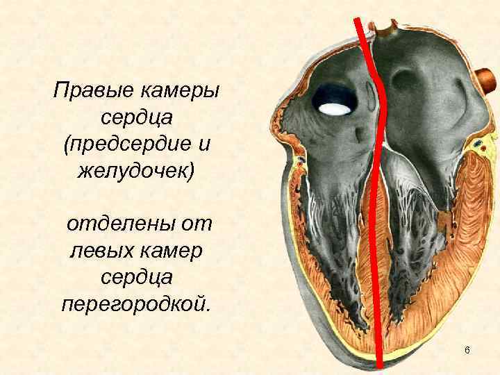 Правые камеры сердца (предсердие и желудочек) отделены от левых камер сердца перегородкой. 6 