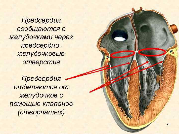 Предсердия сообщаются с желудочками через предсердножелудочковые отверстия Предсердия отделяются от желудочков с помощью клапанов