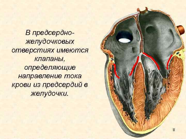 В предсердножелудочковых отверстиях имеются клапаны, определяющие направление тока крови из предсердий в желудочки. 8