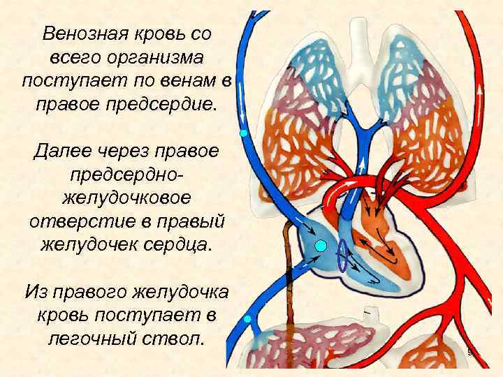 Венозная кровь со всего организма поступает по венам в правое предсердие. Далее через правое