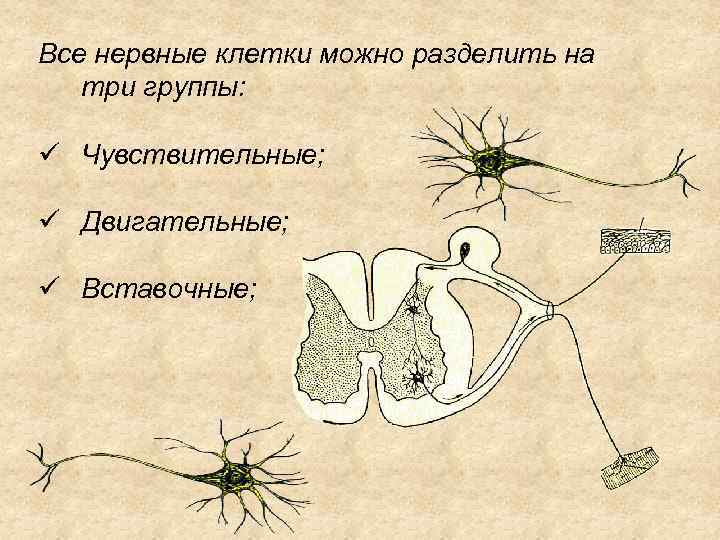 Последняя нервная клетка. Деление нервных клеток. Вставочный Нейрон рисунок. Отростки вставочного нейрона. Нервная клетка.