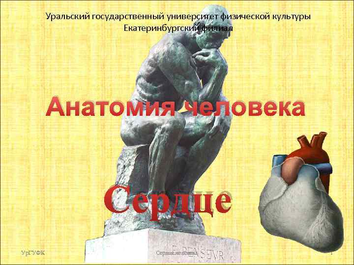 Уральский государственный университет физической культуры Екатеринбургский филиал Анатомия человека Сердце Ур. ГУФК Сердце человека