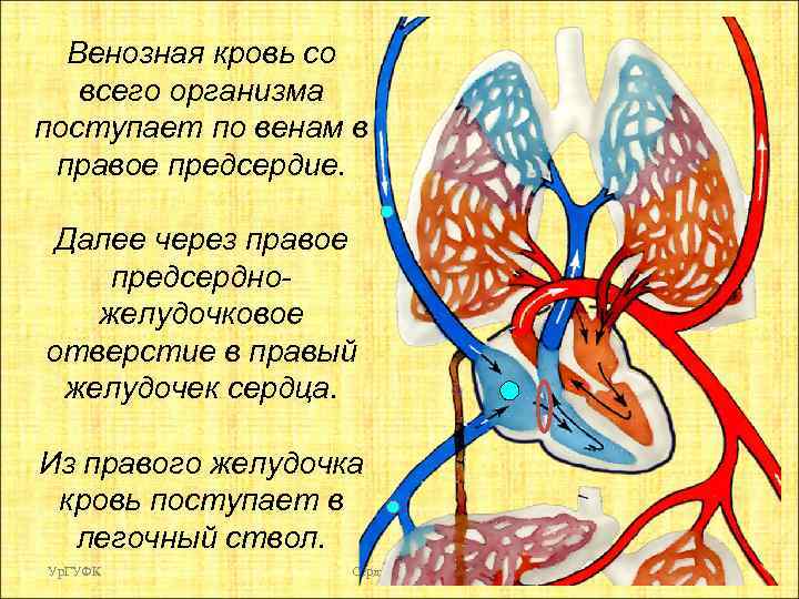 Венозная кровь со всего организма поступает по венам в правое предсердие. Далее через правое