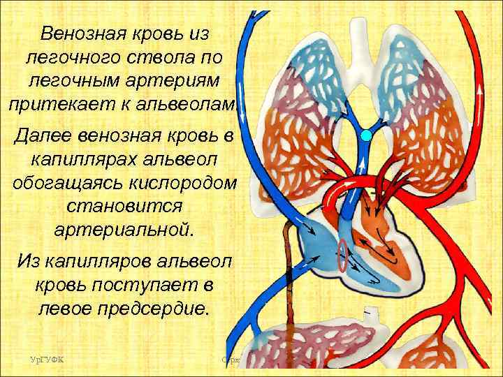 Венозная кровь из легочного ствола по легочным артериям притекает к альвеолам. Далее венозная кровь