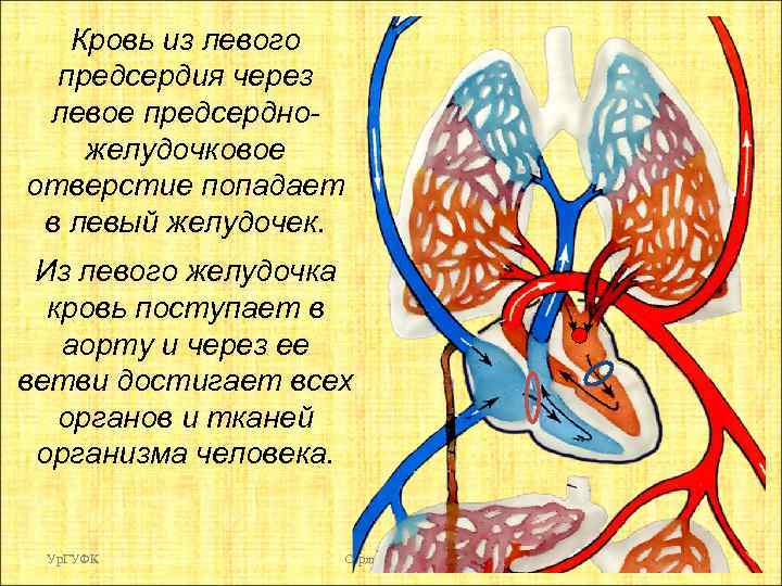 Кровь из левого предсердия через левое предсердножелудочковое отверстие попадает в левый желудочек. Из левого
