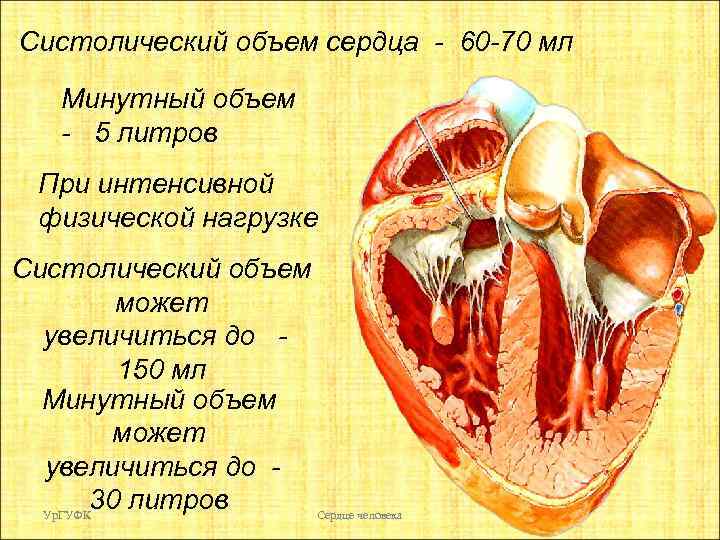 Систолический объем сердца - 60 -70 мл Минутный объем - 5 литров При интенсивной
