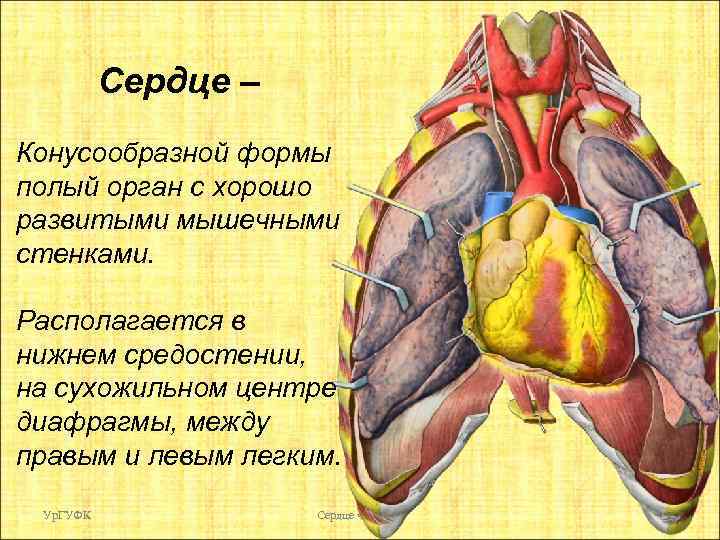 Сердце – Конусообразной формы полый орган с хорошо развитыми мышечными стенками. Располагается в нижнем