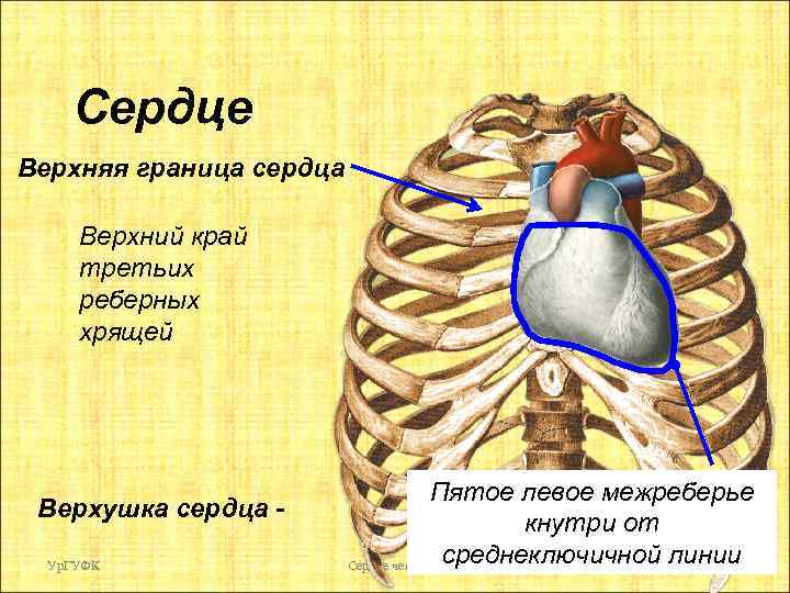 Сердце Верхняя граница сердца Верхний край третьих реберных хрящей Верхушка сердца Ур. ГУФК Пятое
