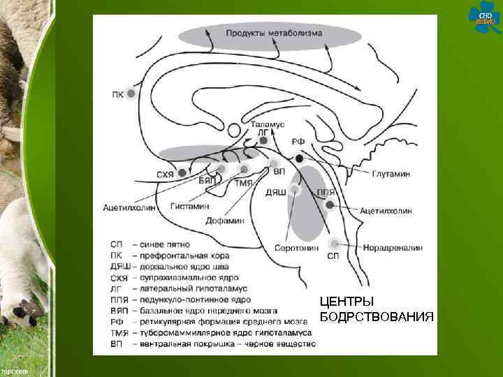 ЦЕНТРЫ БОДРСТВОВАНИЯ 