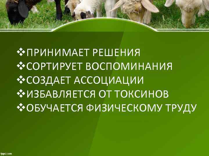 v. ПРИНИМАЕТ РЕШЕНИЯ v. СОРТИРУЕТ ВОСПОМИНАНИЯ v. СОЗДАЕТ АССОЦИАЦИИ v. ИЗБАВЛЯЕТСЯ ОТ ТОКСИНОВ v.