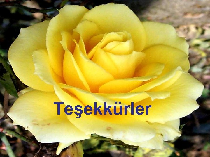 Teşekkürler 38 