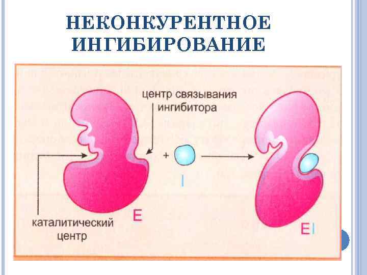 Неконкурентное ингибирование схема