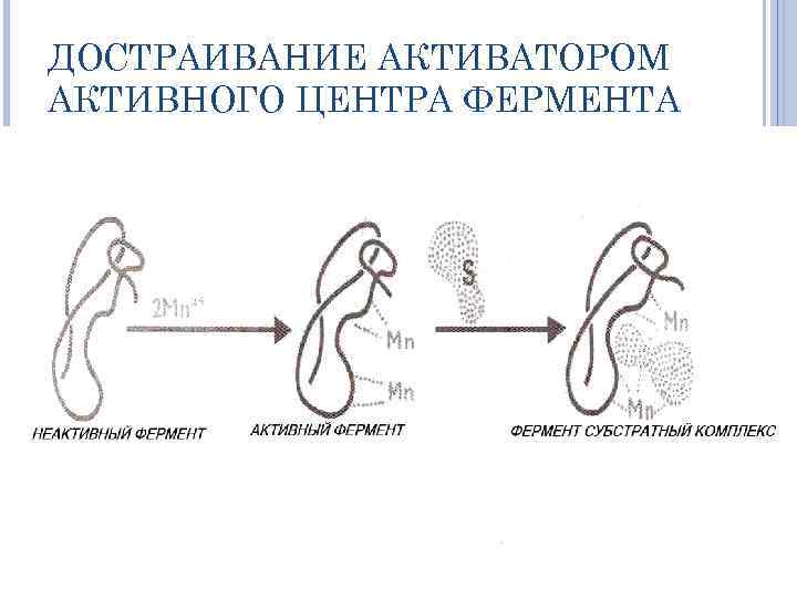 ДОСТРАИВАНИЕ АКТИВАТОРОМ АКТИВНОГО ЦЕНТРА ФЕРМЕНТА 