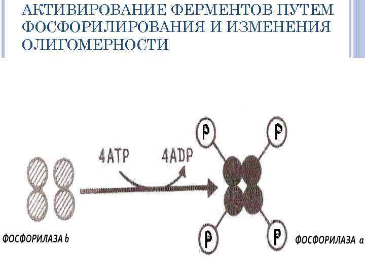 АКТИВИРОВАНИЕ ФЕРМЕНТОВ ПУТЕМ ФОСФОРИЛИРОВАНИЯ И ИЗМЕНЕНИЯ ОЛИГОМЕРНОСТИ 