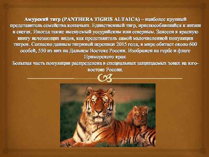 Амурский тигр (PANTHERA TIGRIS ALTAICA) – наиболее крупный представитель семейства кошачьих. Единственный тигр, приспособившийся