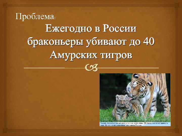 Проблема: Ежегодно в России браконьеры убивают до 40 Амурских тигров 