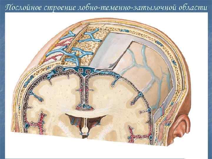 Послойное строение лобно-теменно-затылочной области 
