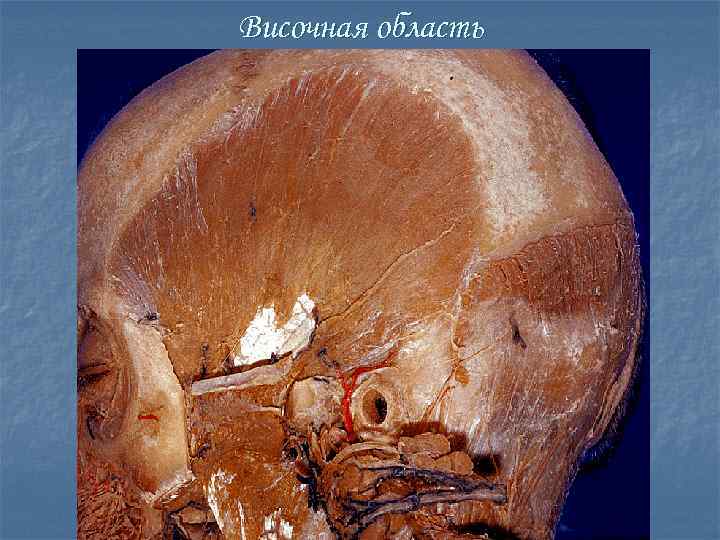 Височная область 