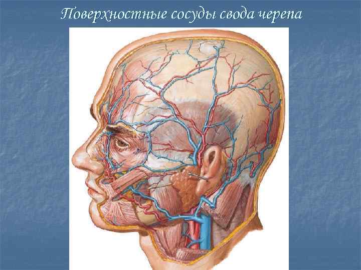 Топографическая анатомия мозгового отдела головы презентация