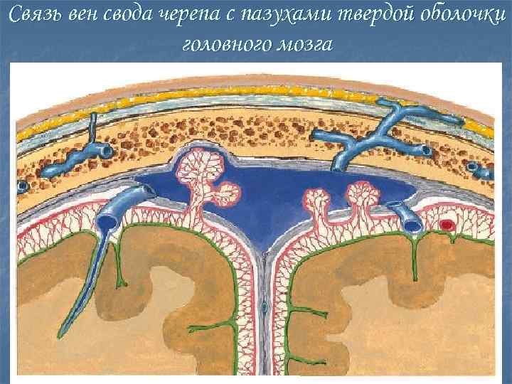 Связь вен свода черепа с пазухами твердой оболочки головного мозга 