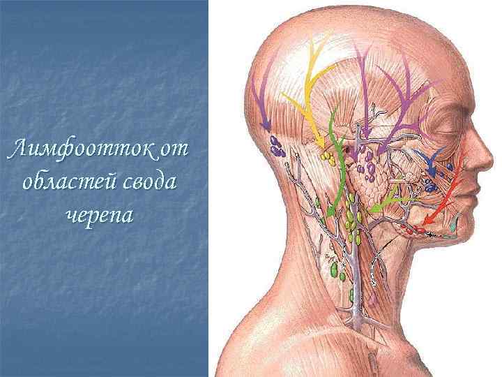 Лимфоотток от областей свода черепа 