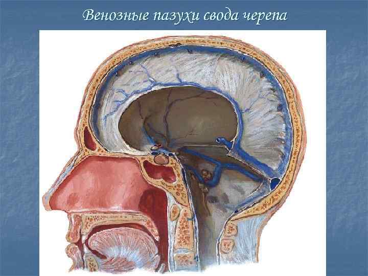 Венозные пазухи свода черепа 