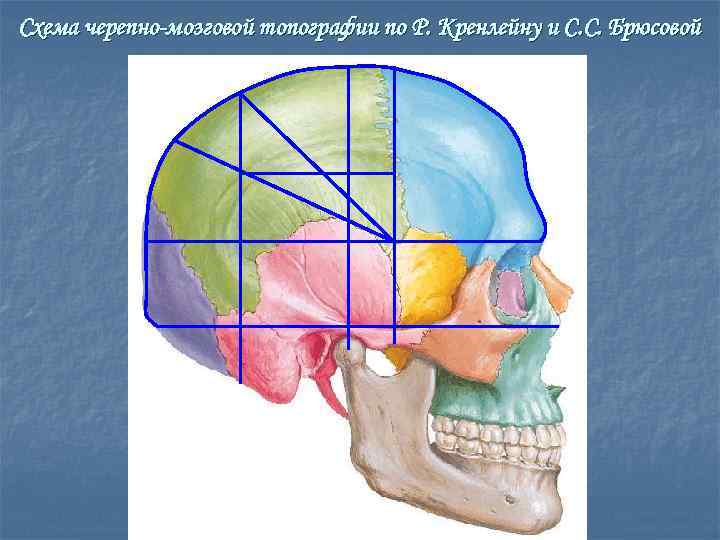 Схема кренлейна брюсовой топографическая анатомия